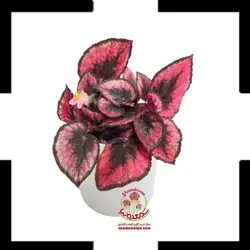 گیاه بگونیا رکس
