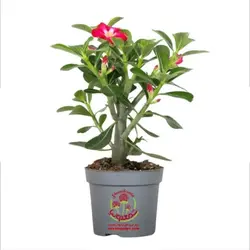 گياه آدنيوم