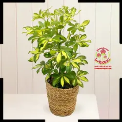 گیاه شفلرا
