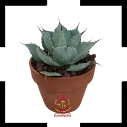 کاکتوس آگاو