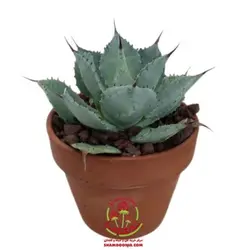 کاکتوس آگاو