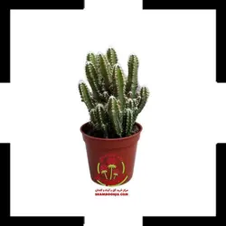 کاکتوس رومیزی