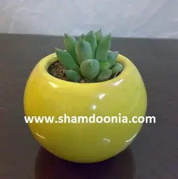 کاکتوس رومیزی