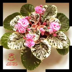 گیاه بنفشه آفریقایی گلدار Genetic Blush
