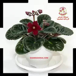 بنفشه آفریقایی گل زرشکی