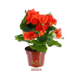 گیاه بگونیا هلندی
