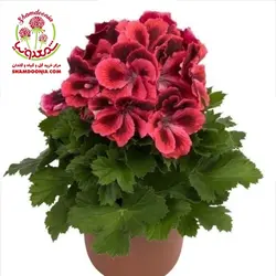 گیاه شمعدانی اژدر / شمعدونی