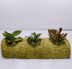 گلدان تنه درخت همراه با سه نوع کاکتوس