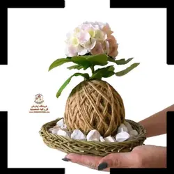 کوکداما هورتانسیا