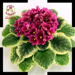 بنفشه آفریقایی  Robe Pewter Bells