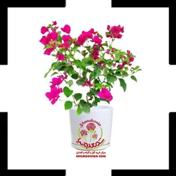 گیاه گل کاغذی