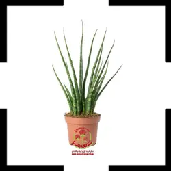 سانسوریا نیزه ای رنگی