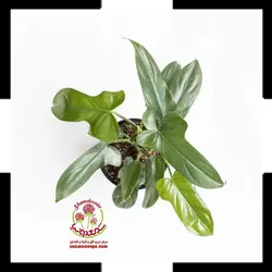 فیلندرون برگ ویولونی
