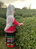 چای شمال قلم ریز سورت شده(بدون ساقه)و درجه یک و بسیار مرغوب بسته 500 گرمی