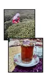 چای سیاه ممتاز گیلان و چای قلم ریز بدون چوب و سورت شده و درجه یک شمال بسته یک کیلویی