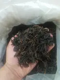 چای اقتصادی یا چای قهوه خانه ای ایرانی با کیفیت خوب و مخصوص مصارف زیاد(بسته 10 کیلویی)