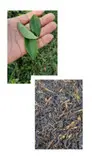 چای قلم ایرانی درجه یک گیلان ،طبیعی و بدون اسانس و مواد شیمیائی (بسته 5000 گرمی - پنج کیلویی)