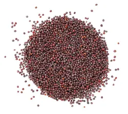 دانه کینوا سه رنگ