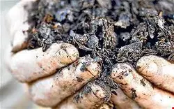 برگ خشک شده بلوط