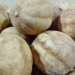 خرید لیمو عمانی زرد برای غذا و آشپزی(خصوصا خورشت)