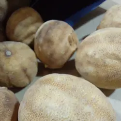 خرید لیمو عمانی زرد برای غذا و آشپزی(خصوصا خورشت)