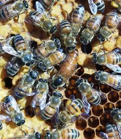 ملکه تلقیح مصنوعی ایتالیایی سه قاب (قیمت نهایی ۳,۸۰۰,۰۰۰تومان)