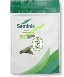 بذر کدو خورشتی ریبورن سمینیس
