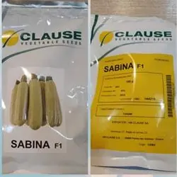 بذر کدو هیبرید کلوز سابینا