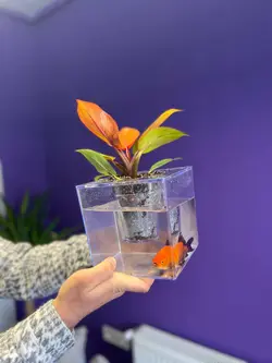 گلدان آکواریومی ا گلدان آکواریوم