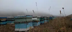 عسل گون آویشن موم دار