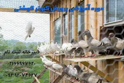 بسته آموزشی پرورش و تکثیر کبوتر گوشتی
