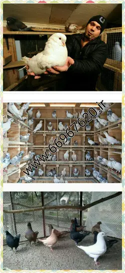 بسته آموزشی پرورش و تکثیر کبوتر گوشتی