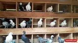 بسته آموزشی پرورش و تکثیر کبوتر گوشتی