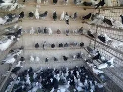 بسته آموزشی پرورش و تکثیر کبوتر گوشتی