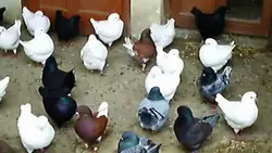 بسته آموزشی پرورش و تکثیر کبوتر گوشتی