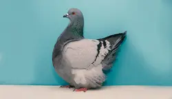 بسته آموزشی پرورش و تکثیر کبوتر گوشتی