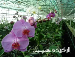 کارگاه آموزشی پرورش گل ارکیده معجزه طبیعت