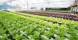 کارگاه آموزشی پرورش گل ارکیده معجزه طبیعت