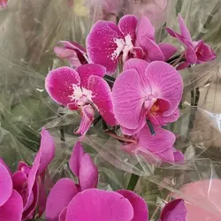 کارگاه آموزشی پرورش گل ارکیده معجزه طبیعت