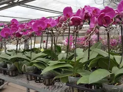 کارگاه آموزشی پرورش گل ارکیده معجزه طبیعت