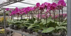 کارگاه آموزشی پرورش گل ارکیده معجزه طبیعت