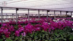 کارگاه آموزشی پرورش گل ارکیده معجزه طبیعت