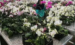 کارگاه آموزشی پرورش گل ارکیده معجزه طبیعت