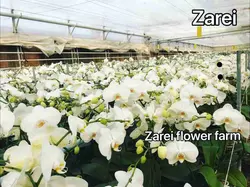 کارگاه آموزشی پرورش گل ارکیده معجزه طبیعت