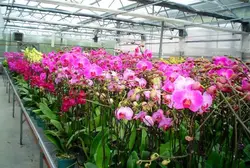 کارگاه آموزشی پرورش گل ارکیده معجزه طبیعت