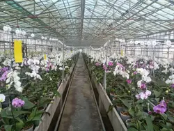 کارگاه آموزشی پرورش گل ارکیده معجزه طبیعت