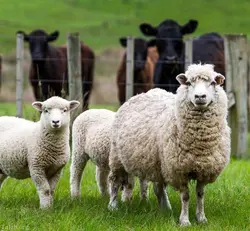 بسته آموزشی و نرم افزار جیره نویسی گوسفند