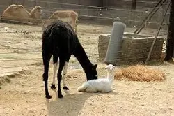 بسته آموزشی پرورش لاما (شتر گوسفند)