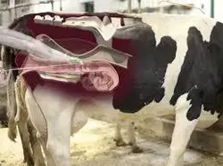 کارگاه آموزشی تکنیک انتقال جنین در گاو