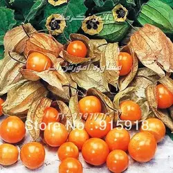 کشت فیسالیس یا گیلاس زمینی